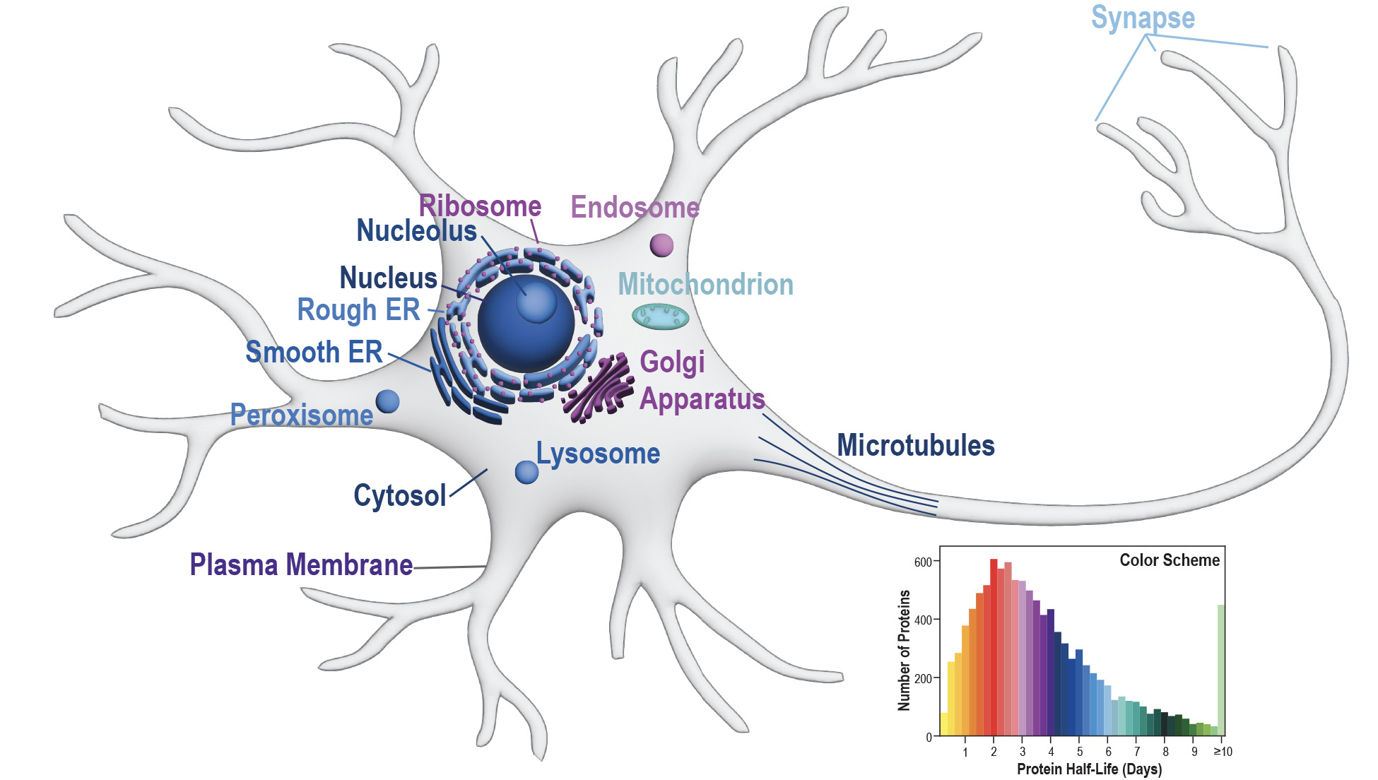 Neuron diagram with a sample protein half-life rank chart